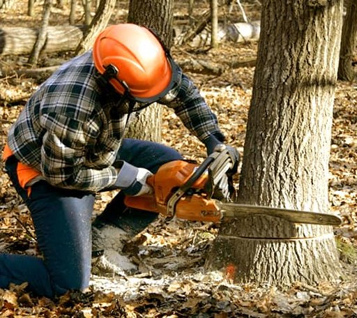 Tree Removal in Orefield, PA